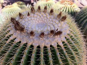 Golden Barrel Cactus.jpg